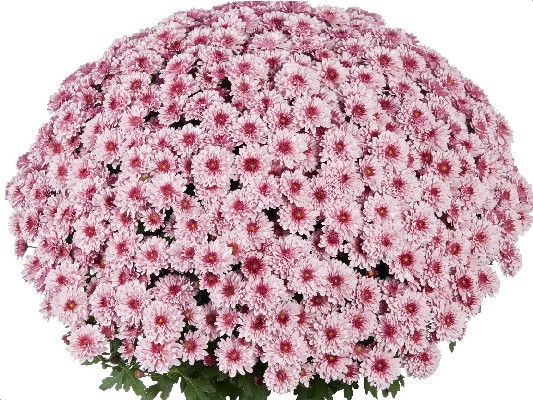 Хризантемы Banguet Pink Bicolor черенок 25 грн ожидается
